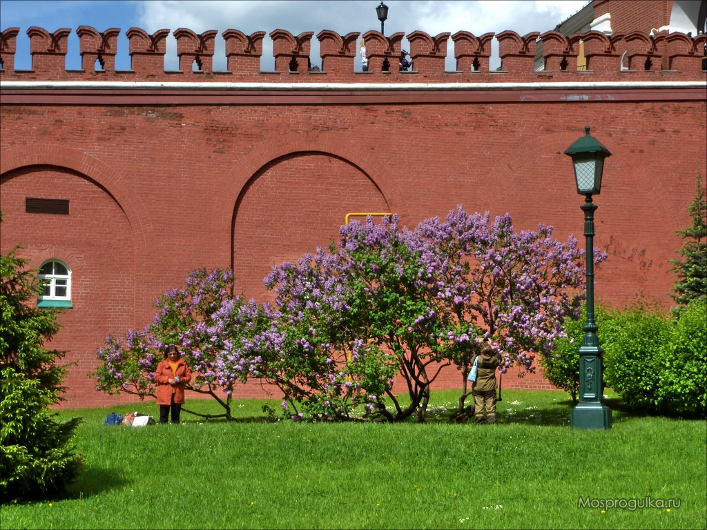 Сирень в Александровском саду