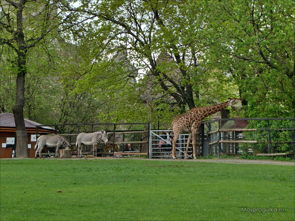 Жираф и зебры в Московском зоопарке