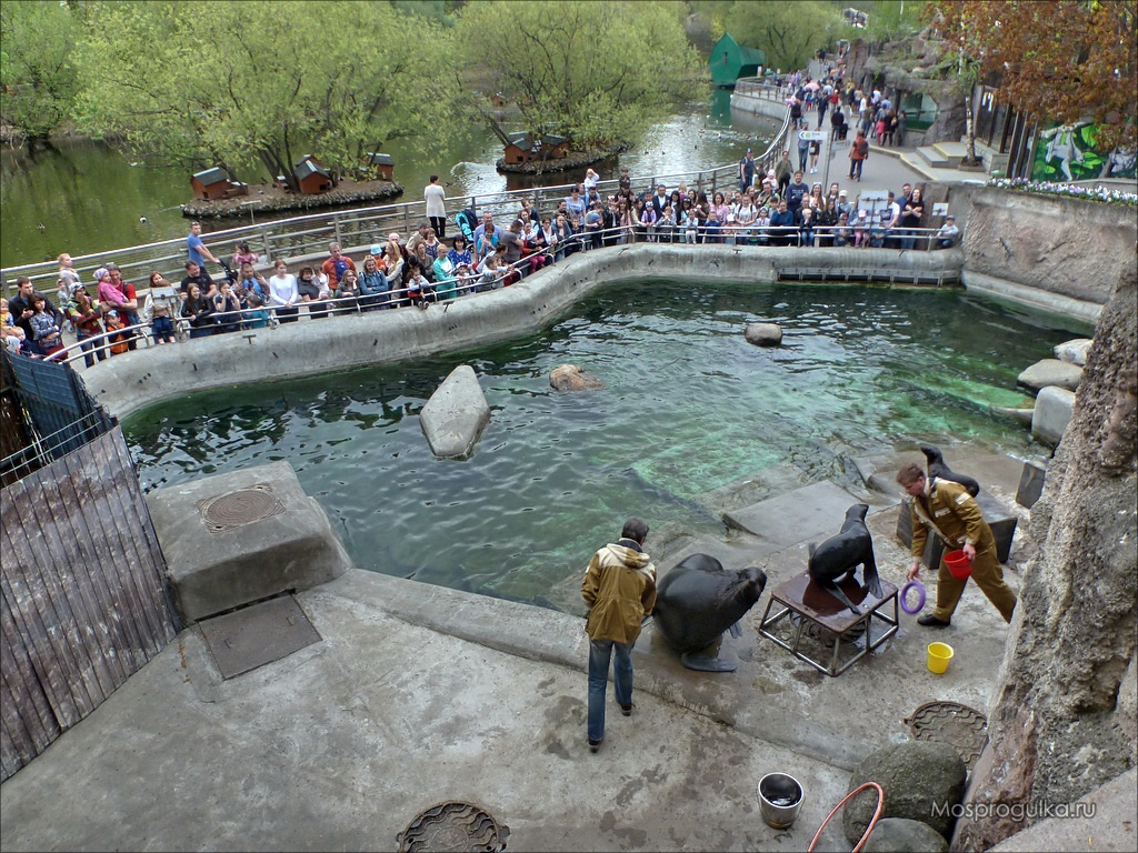 Показательное кормление северных морских котиков в Московском зоопарке
