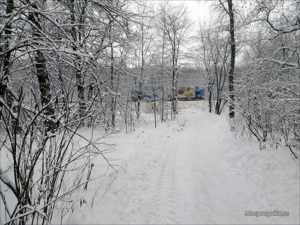 Алёшкинский лес зимой