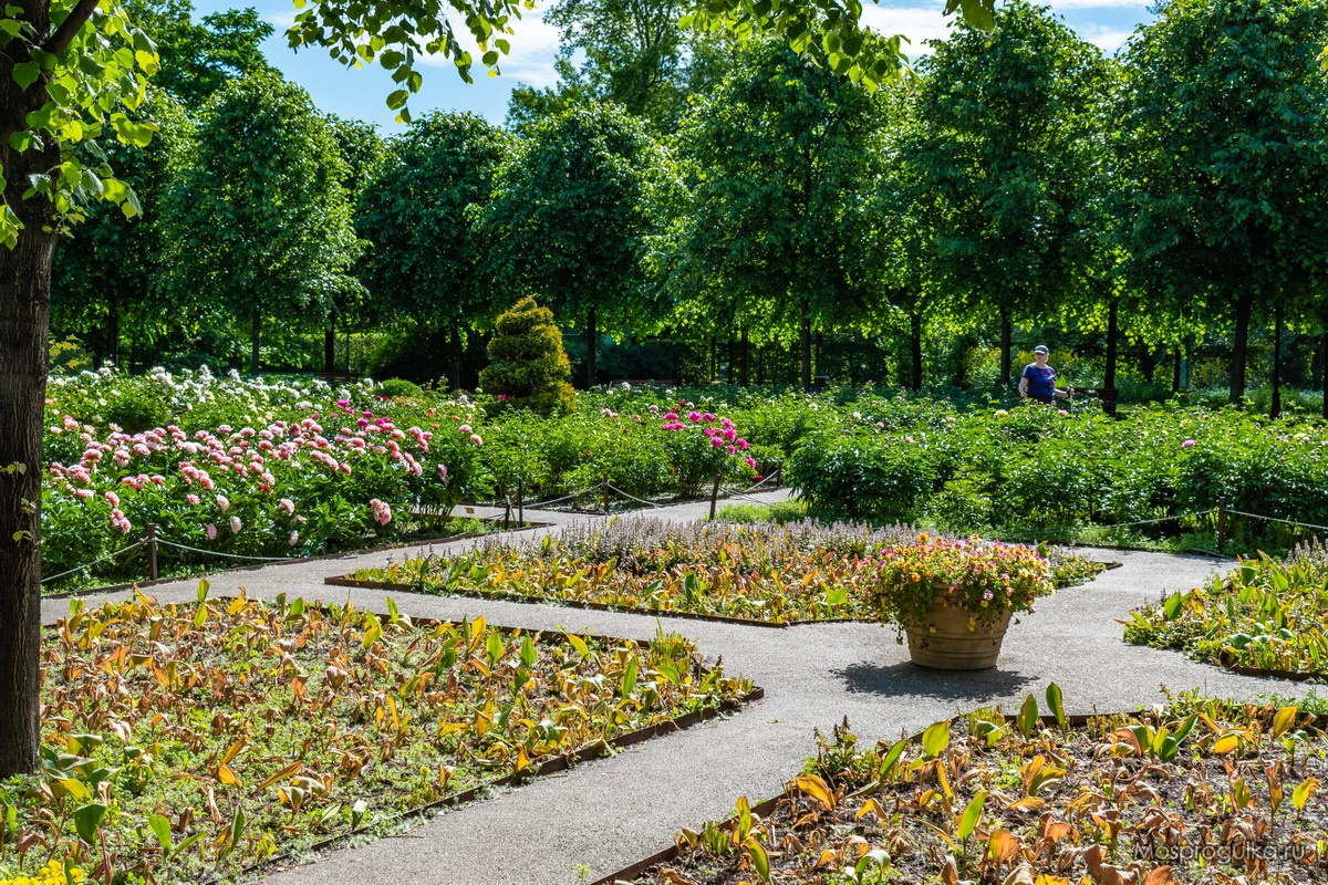 Сад пионов в Москве