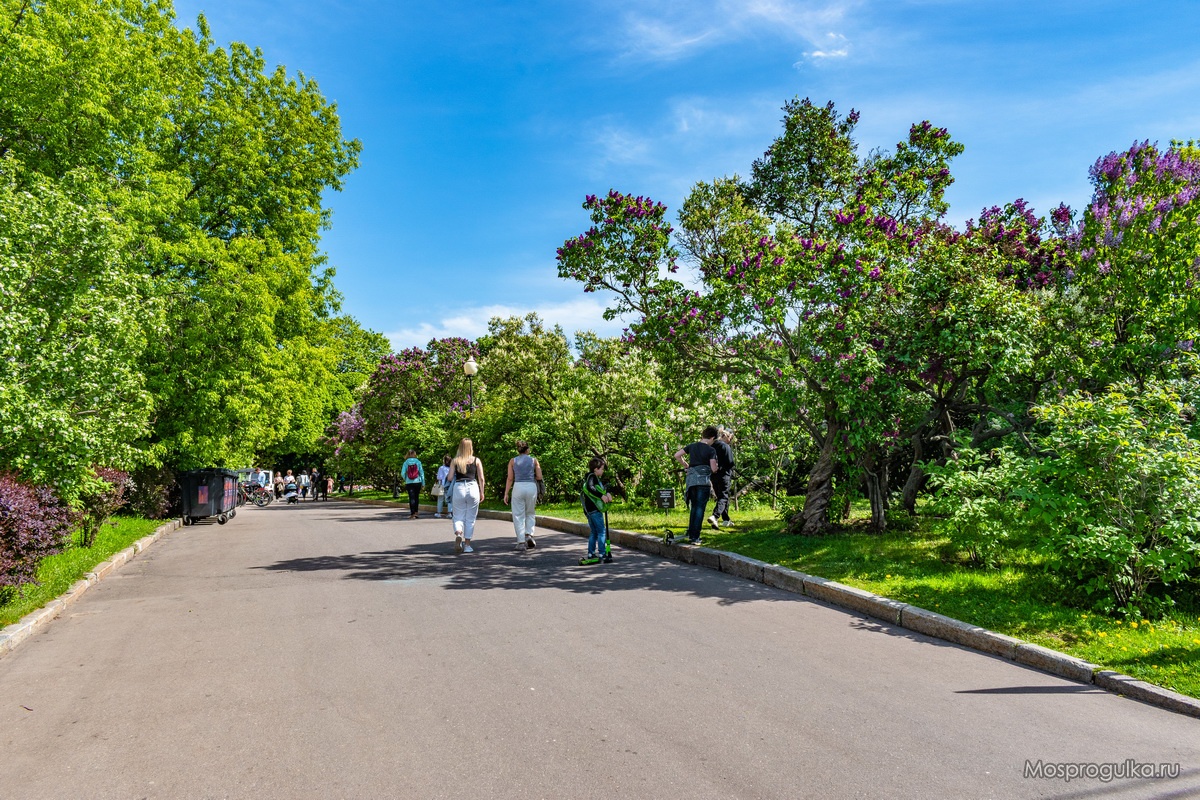 Сиреневый сад в Парке Горького