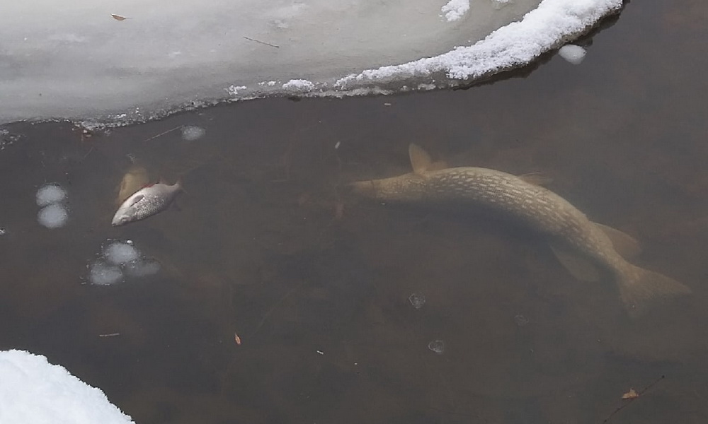 Мёртвая рыба в парке Покровское-Стрешнево