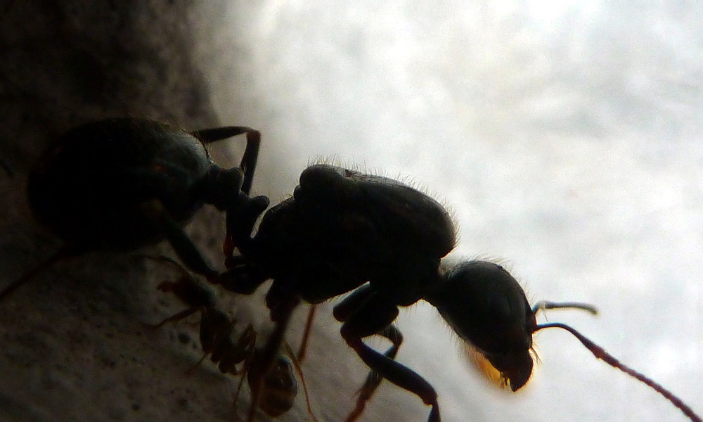 Откуда берутся летающие муравьи в Москве?